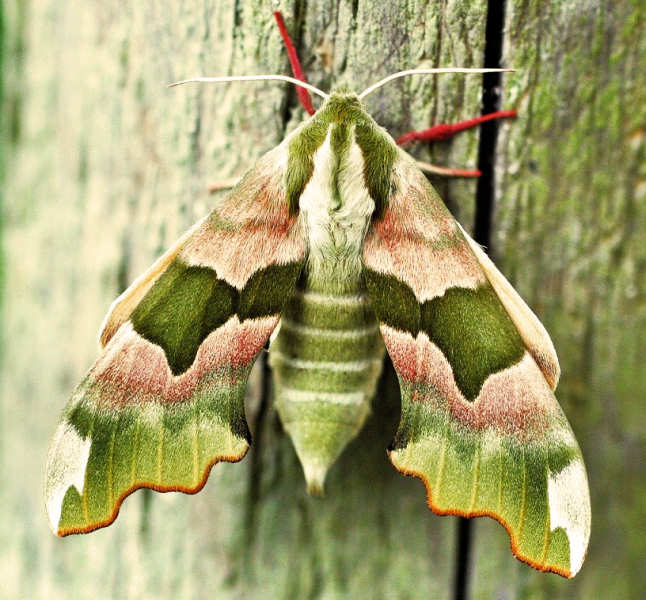 1979-lime-hawk-moth